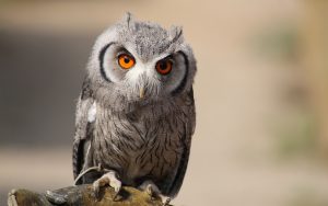 ---eurasian-scops-owl-8574