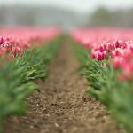 ---field-flowers-tulips-pink-8746