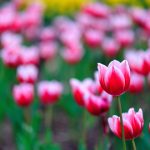 ---field-tulips-flowers-8749