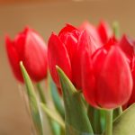 ---flowers-red-tulips-8830