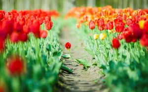 ---flowers-tulips-green-leaves-nature-8831