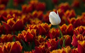 ---flowers-tulips-one-white-amazing-8832