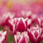 ---flowers-tulips-pink-white-spring-8833