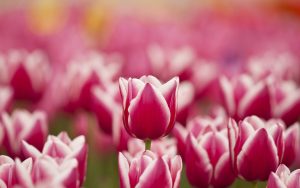 ---flowers-tulips-pink-white-spring-8833