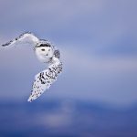 ---flying-owl-wallpaper-8841