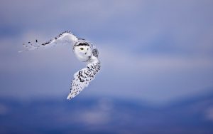 ---flying-owl-wallpaper-8841