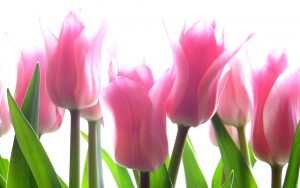 ---fresh-tulips-3864