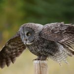---great-gray-owl-bird-wings-9417