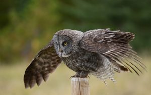 ---great-gray-owl-bird-wings-9417