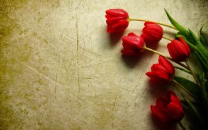 ---grunge-red-tulips-1092
