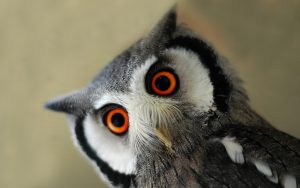 ---look-owl-bird-10239