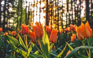 orange-tulips-2880x1800-sunrise-morning-4k-4499