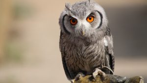 ---owl-16119
