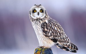 ---owl-1791