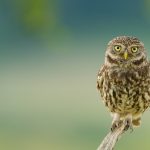 owl-2560x1600-eyes-branch-hd-922