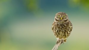 owl-2560x1600-eyes-branch-hd-922