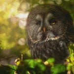 owl-2560x1600-forest-hd-4k-2861