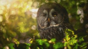 owl-2560x1600-forest-hd-4k-2861