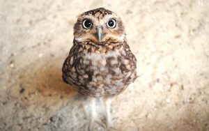 ---owl-baby-11049