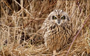 ---owl-bird-grass-11050