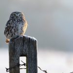 ---owl-bird-look-11051
