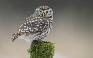---owl-bird-tree-stump-moss-11052