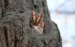 ---owl-in-tree-hole-11056