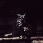 ---owl-night-5126