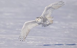 ---owl-winter-11061