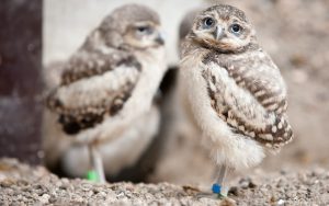 ---owls-birds-blur-16120