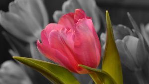 pink-tulip-2560x1600-hd-4k-2402