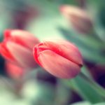 ---pink-tulip-buds-11242