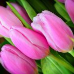 ---pink-tulip-buds-flower-11241