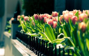 ---pink-tulip-garden-11243