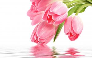 ---pink-tulips-11244