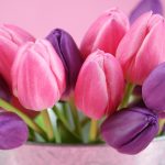 ---pink-tulips-16231