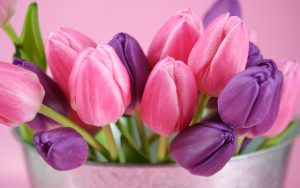 ---pink-tulips-16231