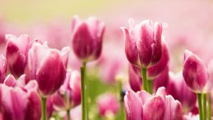 pink-tulips-2560x1600-hd-tulips-2370