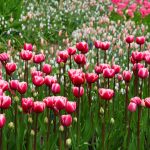 pink-tulips-2880x1800-flora-blossom-hd-5k-3921