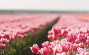 ---pink-tulips-field-5206