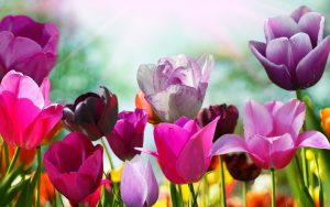 ---purple-tulips-11429