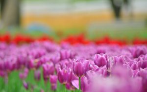 ---purple-tulips-flowers-photo-16333