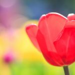 ---red-tulip-16410