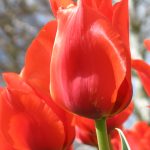 ---red-tulips-11577