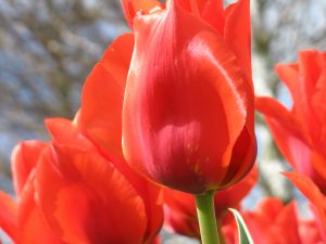 ---red-tulips-11577