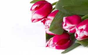 red-tulips-2880x1800-bouquet-5k-4483