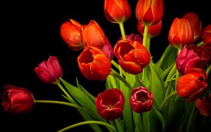 red-tulips-2880x1800-hd-4k-3928