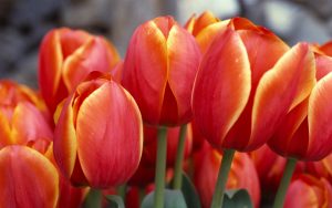 red-tulips-2880x1800-hd-5k-3530