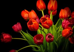 red-tulips-3784x2646-hd-4k-3928