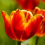---red-tulips-wallpaper-11576